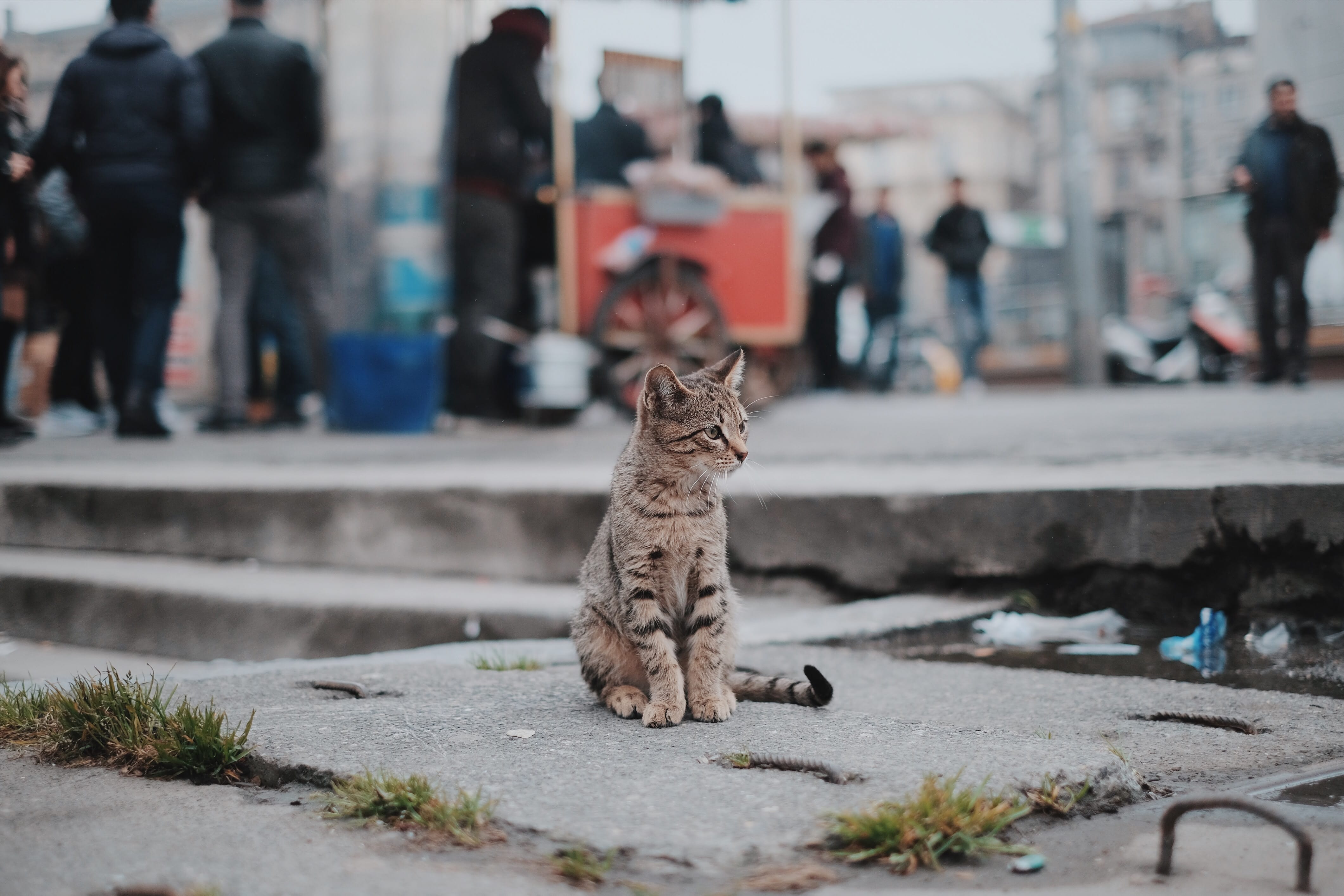 Котенок подобранный с улицы. Кот на улице. Уличная кошка. Бездомные кошки. Котенок на улице.