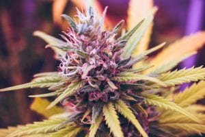 Upclose photo of green and purple marijuana bud; image by Esteban Lopez, via Unsplash.com.