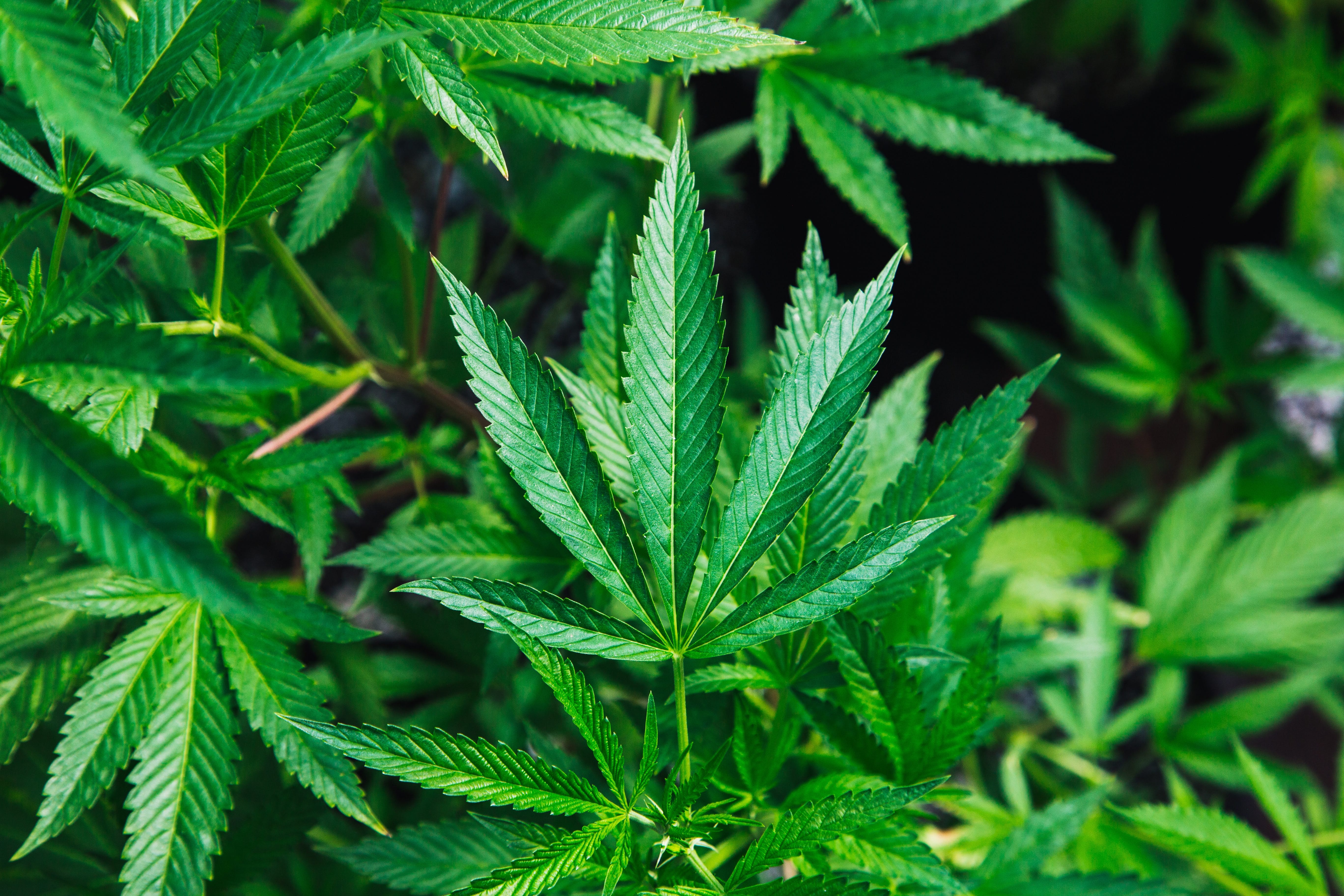 Close-up photo of cannabis plant; image by Rick Proctor, via Unsplash.com.