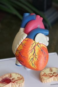 Colorful model of the human heart; image by Robina Weermeijer, via Unsplash.com.