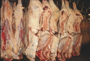 Several tagged beef carcasses lined up in a processing plant.