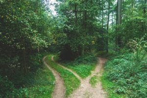 Forest path forking around trees; image by Jens Lelie, via Unsplash.com.