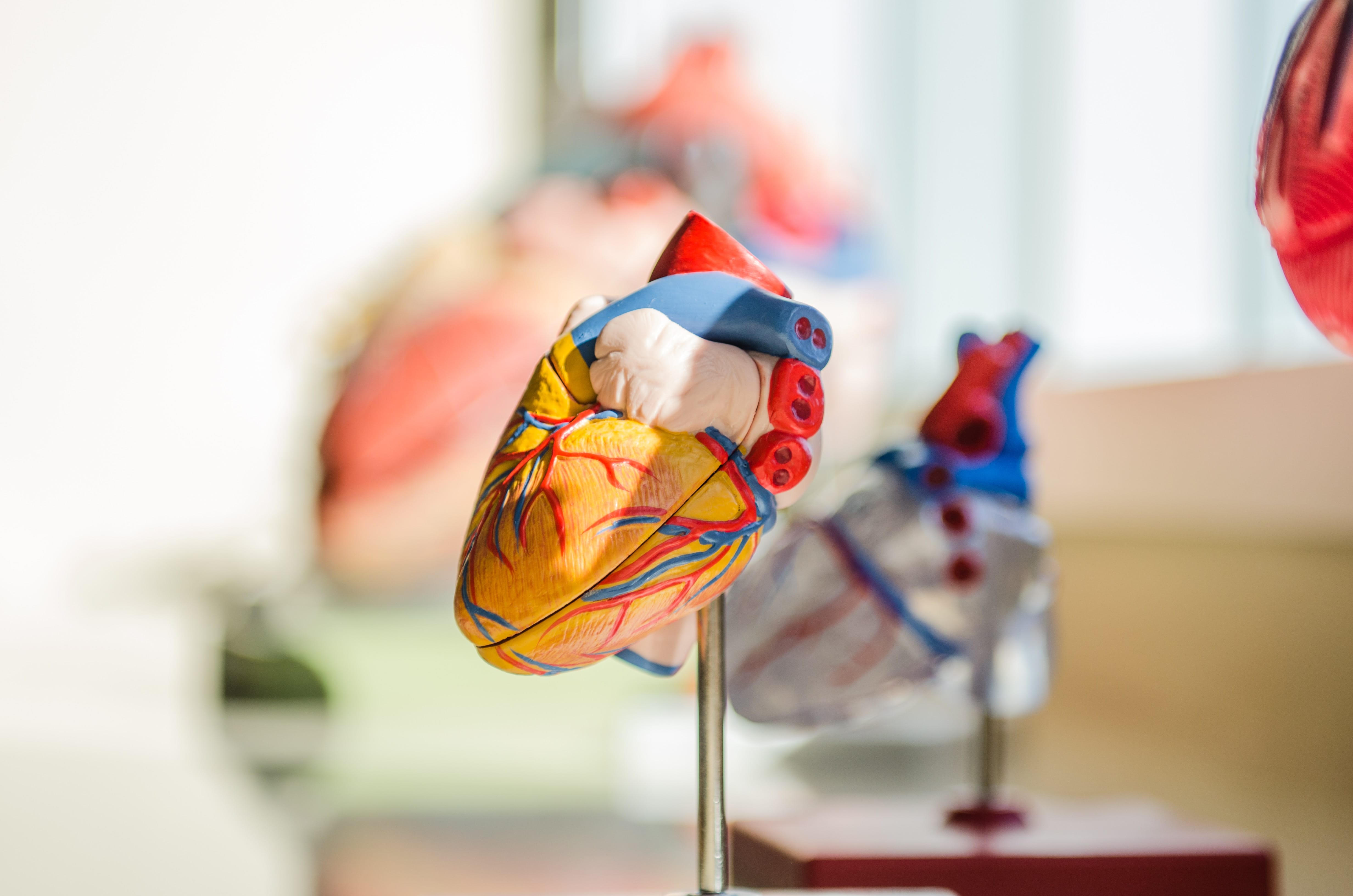 Model of the heart; image by Jesse Orrico, via Unsplash.com.