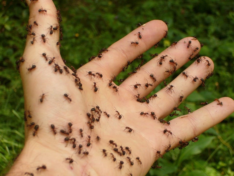 Ants crawling on a hand; image courtesy of Jared Belson via Flickr, CC BY 2.0, no changes.