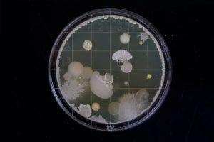 Magnification of various bacteria; image by Michael Schiffer, via Unsplash.com.