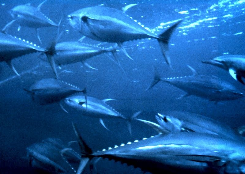 Large fish swimming through a deep blue sea.