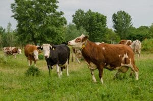 Mutilated Cattle in Oregon Puzzle Authorities, Ranch Offers Reward