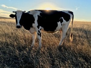 Mutilated Cattle in Oregon Puzzle Authorities, Ranch Offers Reward