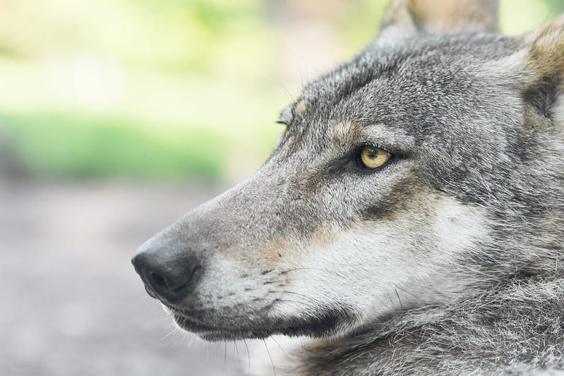 Жизнь серого волка. Волк портрет. Волк серый. Молодой волк. Скучный волк.