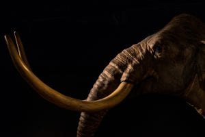 Humans Hunted Wholly Mammoths, Researchers Discover