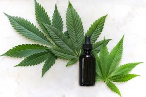 Green cannabis leaves and black glass drops bottle; image by Kimzy Nanney, via Unsplash.com.