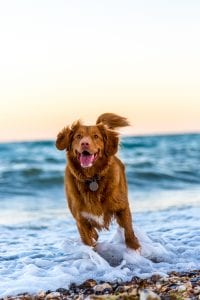 Dog running on beach; image by Oscar Sutton, via Unsplash.com.