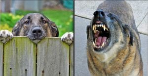 Two panel image - cute dog poking its head over fence (left) & same dog barking and showing its teeth (right); image by State Farm, via Flickr, CC BY 2.0, no changes.