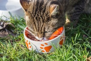 Cat eating from a cat food bowl