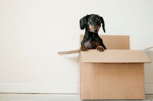 Black and brown Dachshund standing in box; image by Erda Estremera, via Unsplash.com.