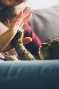 Brown tabby cat touching person’s hand with paw; image by Jonas Vincent, via Unsplash.com.