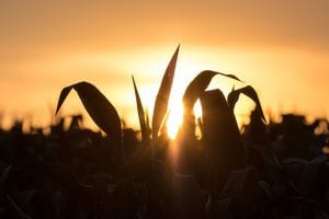 Corn stalks in silhouette against an orange sky.