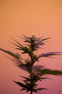 Selective focus photography of cannabis sativa plant; image by Robert Nelson, via Unsplash.com.