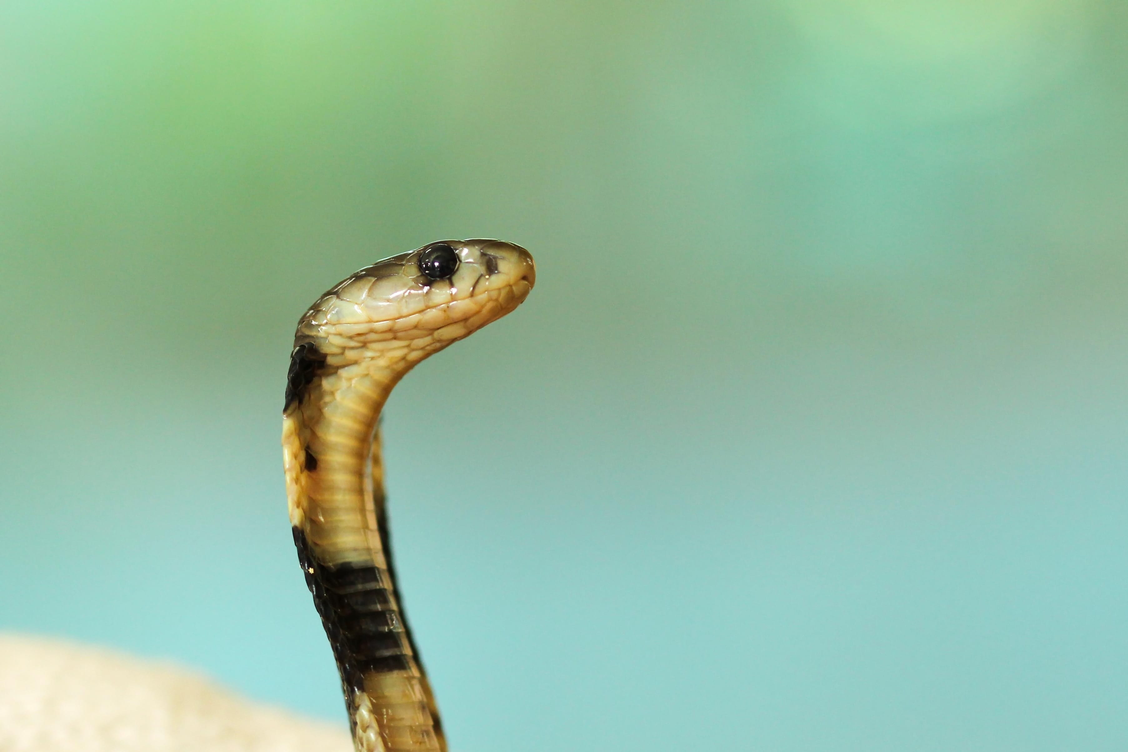 Scientists Map Genome for Snake Venom to Develop Treatment Options
