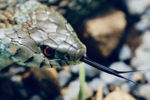 Scientists Map Genome for Snake Venom to Develop Treatment Options