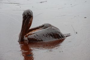 An oil-soaked bird floating in oil-covered water.