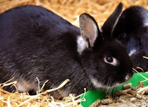 Rabbit eating