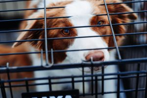 Agent Films Dog Experiments, Trade Secrets Allegedly Revealed
