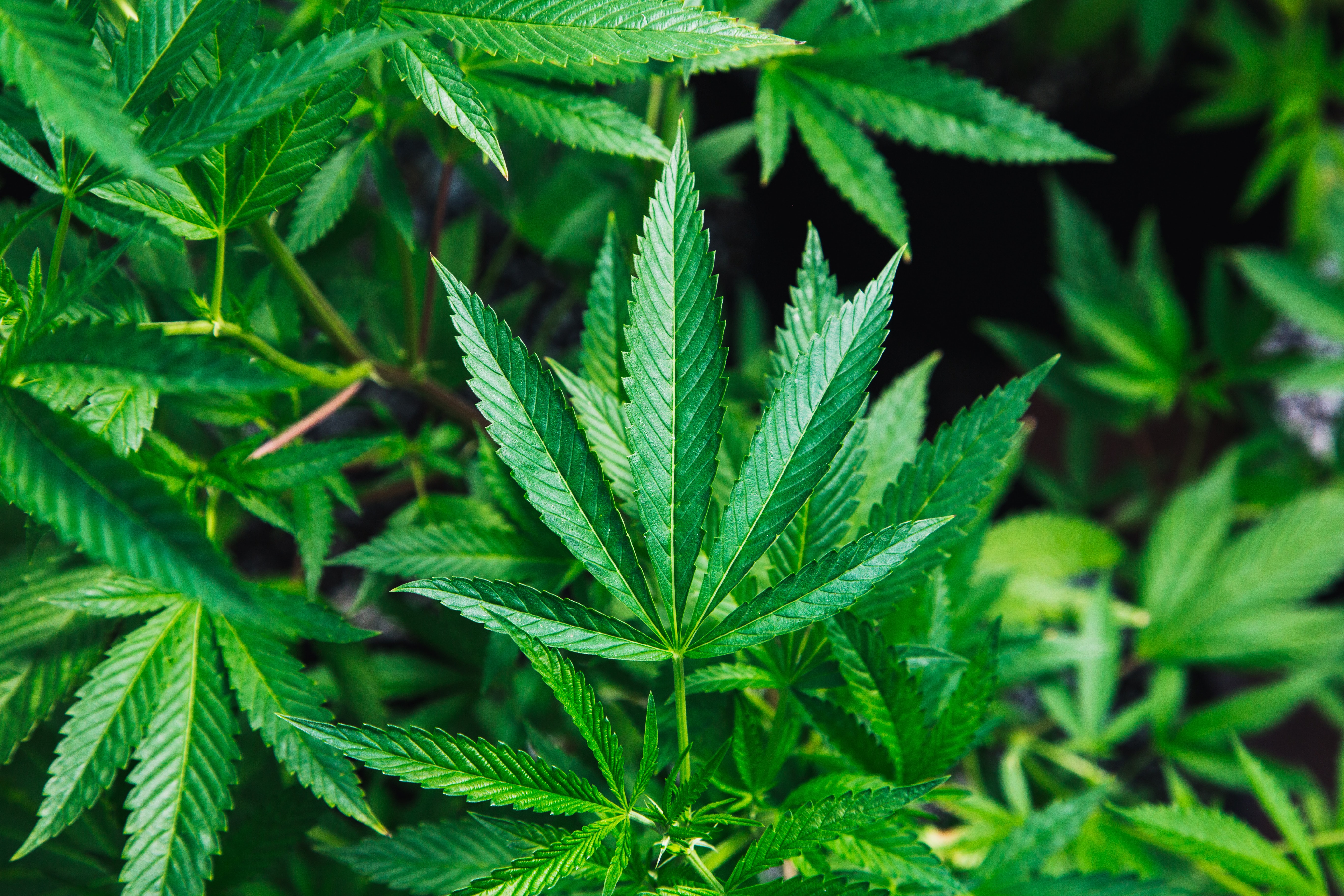 Green cannabis plant close-up photography; image by Rick Proctor, via Unsplash.com.