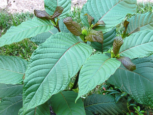 Kratom plant; image by ThorPorre, via Wikimedia Commons, CC BY 3.0, no changes.