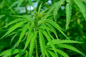 Hemp plant; image by NickyPe, via Pixabay.com.