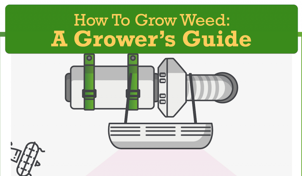 How to Grow Weed: A Grower's Guide; graphic courtesy of author.