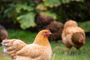 Close-focus image of light brown hens foraging in the grass.