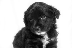 Short-coated black and white puppy; image by Joel J. Martínez, via Unsplash.com.