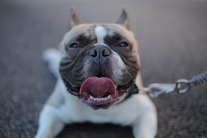 Dog Owner Gives His Pit Bill a Driving Lesson