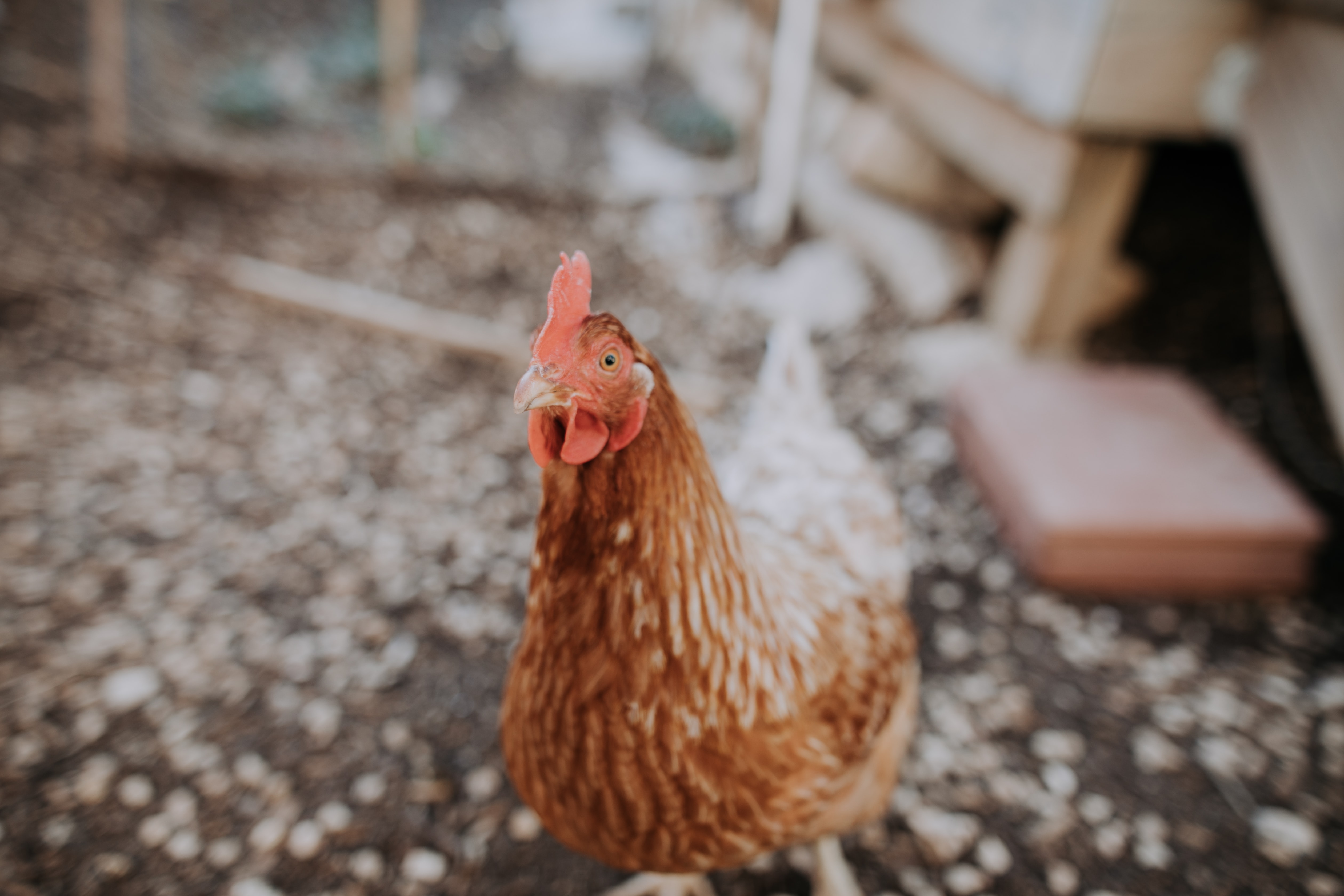 Animal Place Rescues Thousands of Unwanted Chickens