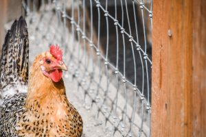 Animal Place Rescues Thousands of Unwanted Chickens