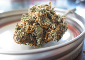 Cannabis; image by Seaweedjeezus, via Pixabay.com.