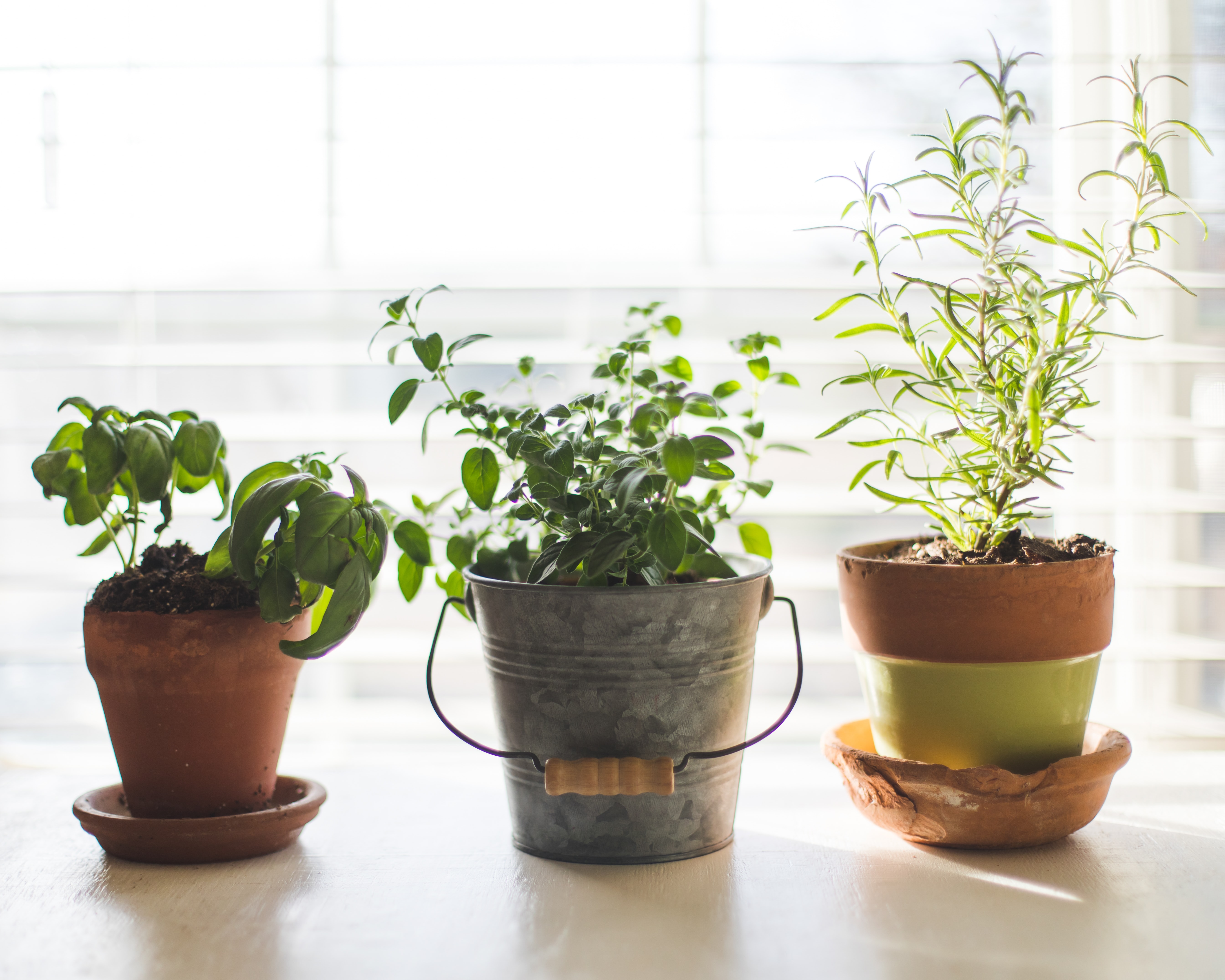 Three potted plants by a window; image by Carolyn V., via Unsplash.com.