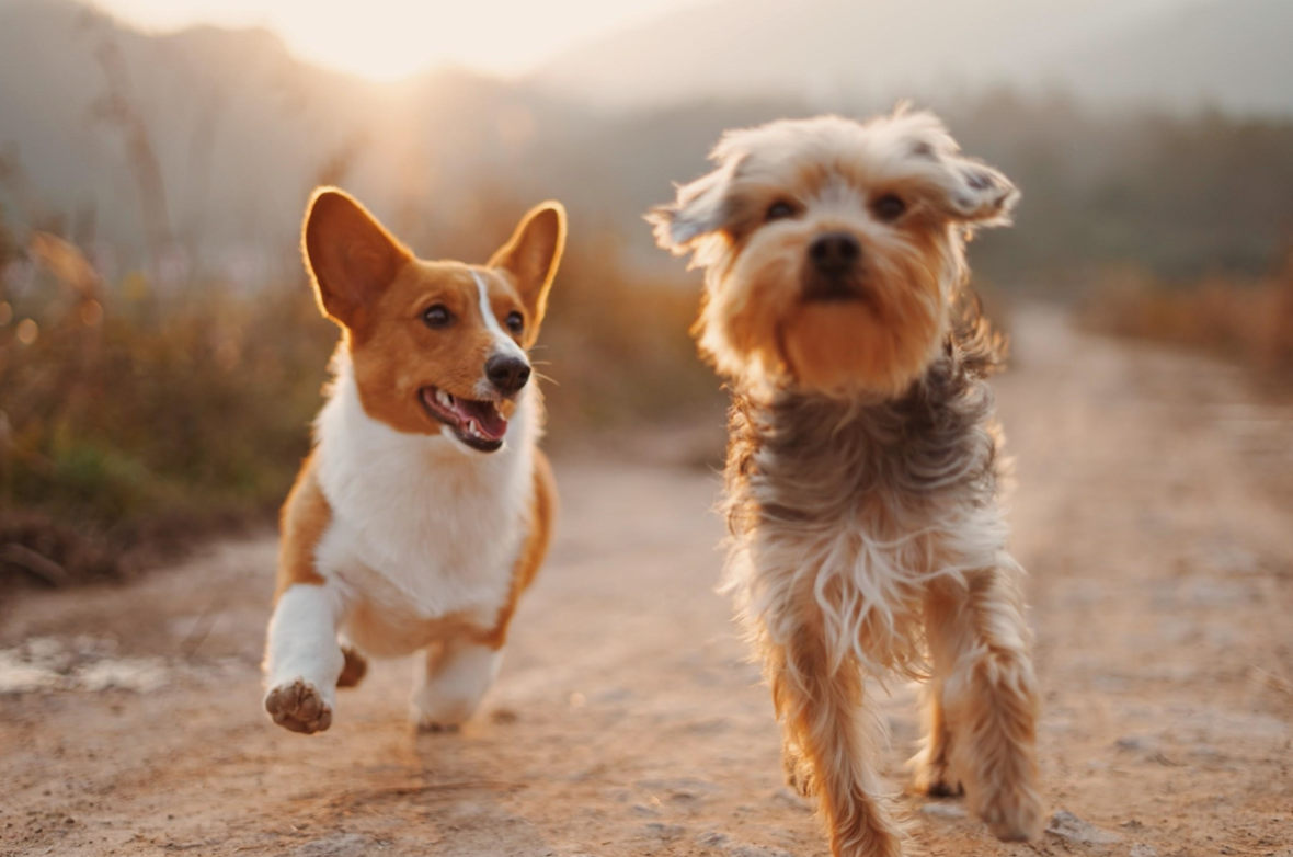 Two dogs running down a dirt road; image by Alvan Nee, via Unsplash.com.