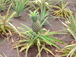 Pineapples plants growing in a farm field.