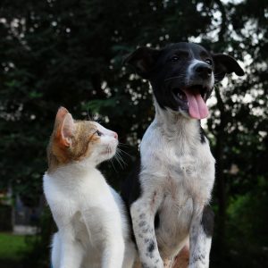 Dog and cat friends; image by Anusha Barwa, via Unsplash.com.