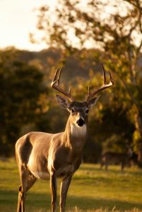 Buck standing on golf course; image by Laura College, via Unsplash.com.