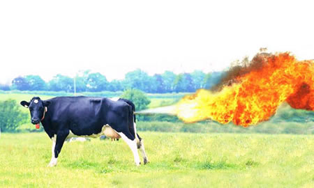 Cow farting flames; image by Purple Slog, via Flickr, CC BY 2.0, no changes.