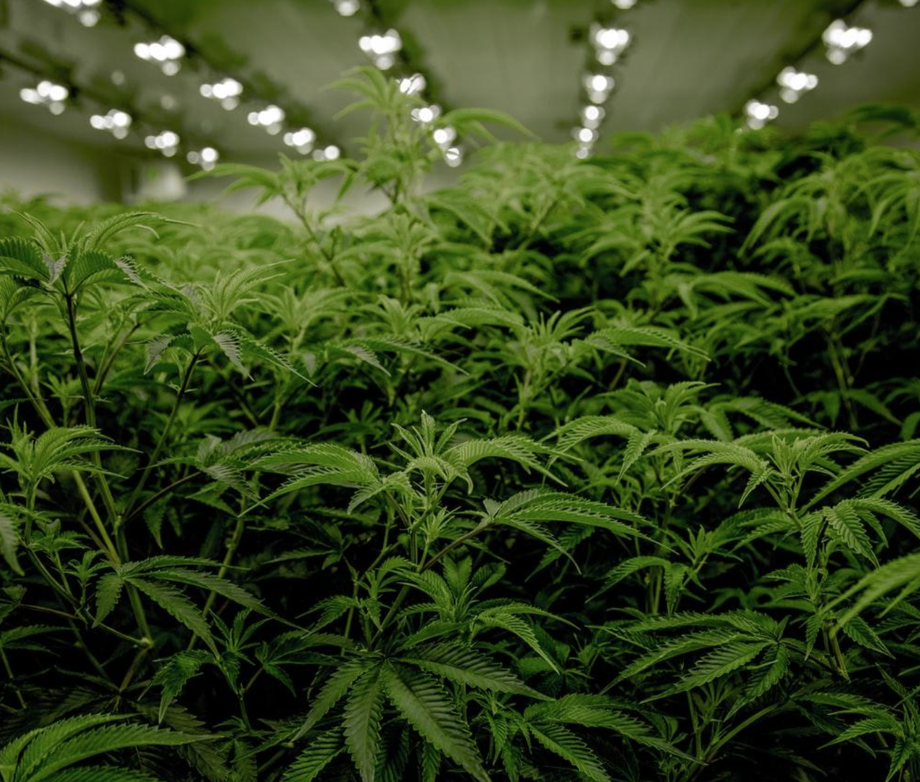Next Green Wave Cannabis plants in California; image by Ryan Lange, via Unsplash.com.