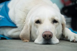 Major Things Covered in Pet Wellness Plans Pet Health Insurance. White dog in blue vest; image by Amy_Gillard, via Pixabay.com.