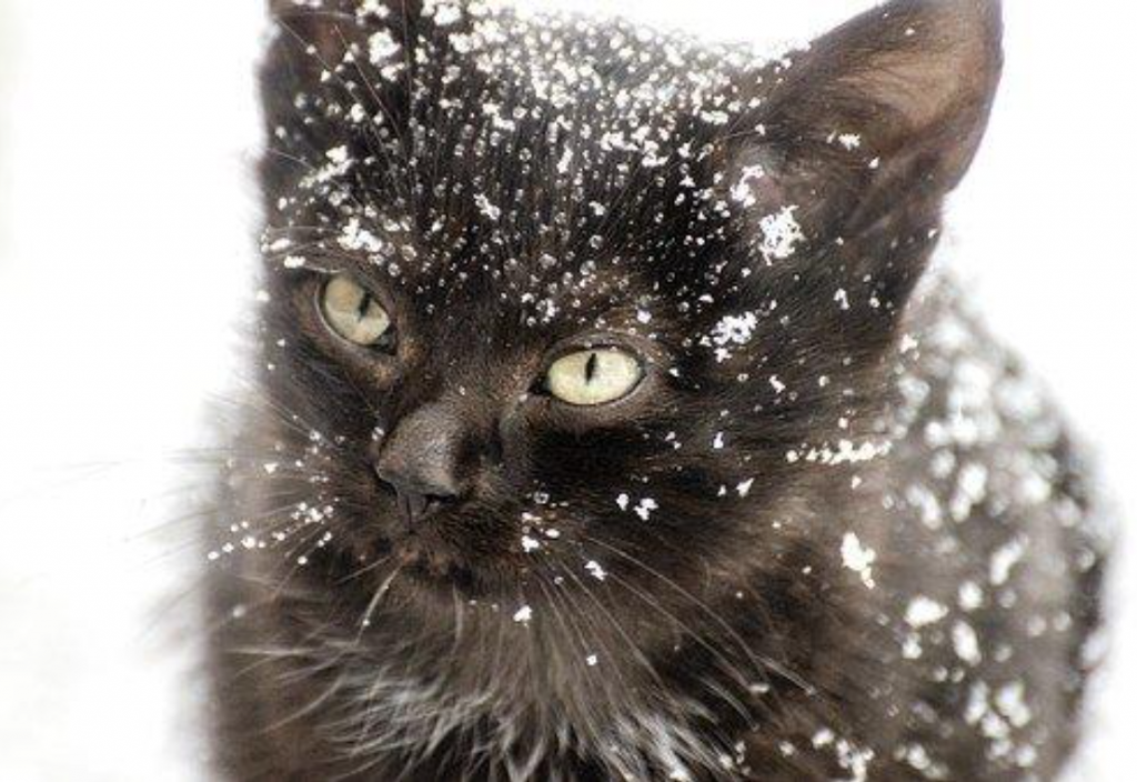 Kitten in the snow; image by elljay, via Pixabay.com.