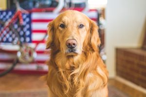 Golden retriever; image by Caleb Fisher, via Unsplash.com.