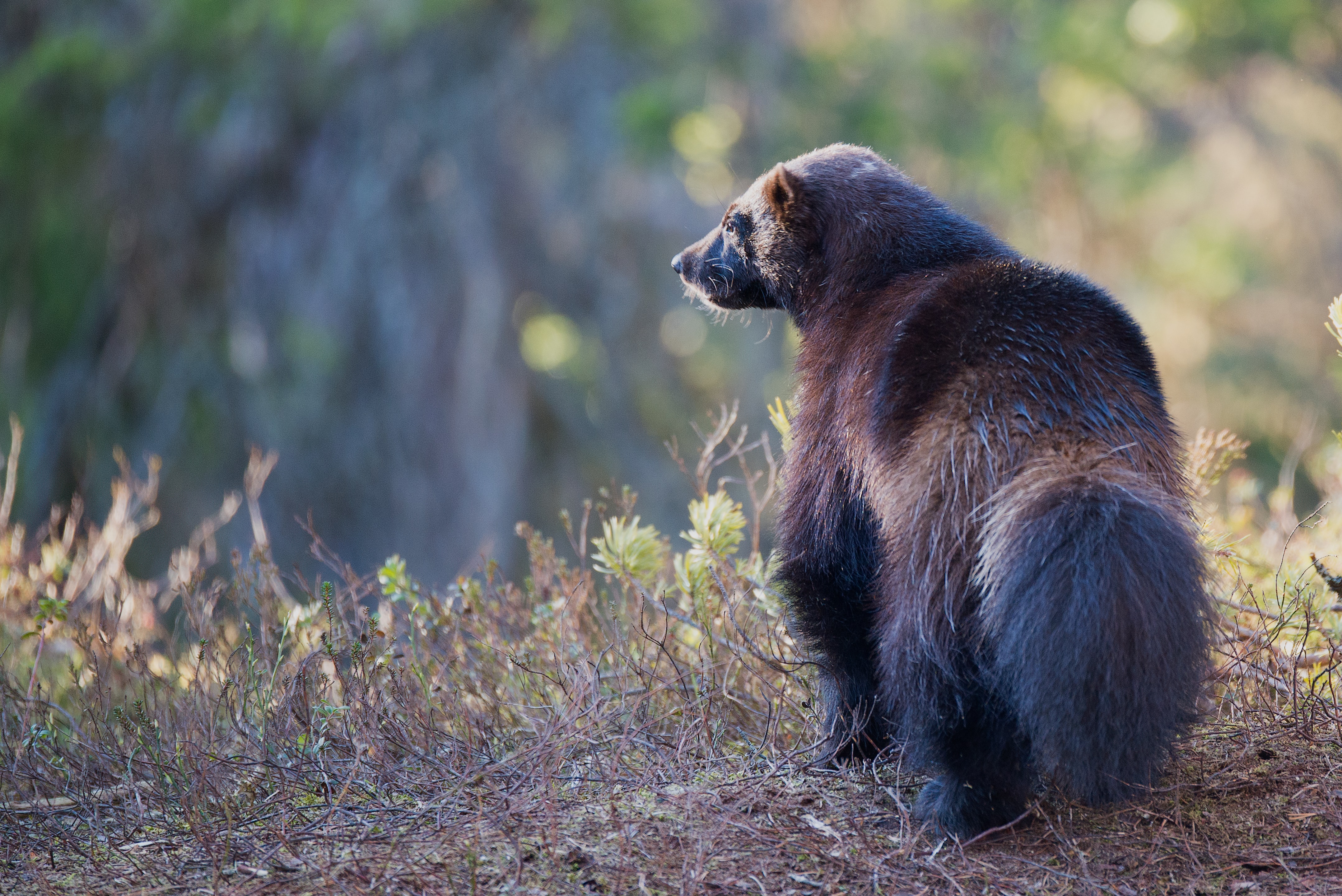 Lawsuit Filed over Government's Refusal to Protect Wolverines