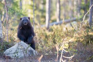 Lawsuit Filed over Government's Refusal to Protect Wolverines