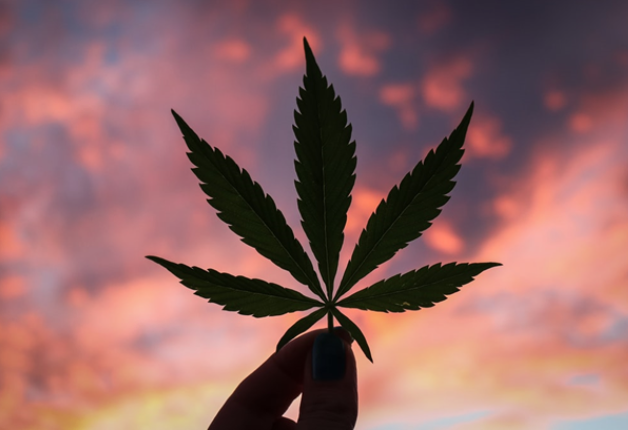 Person holding marijuana leaf with daytime sky as background; image by Kym MacKinnon, via unsplash.com.